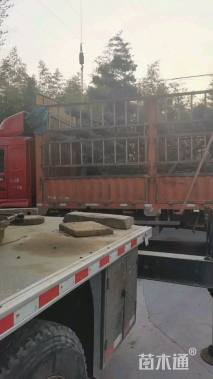 10公分造型五针松