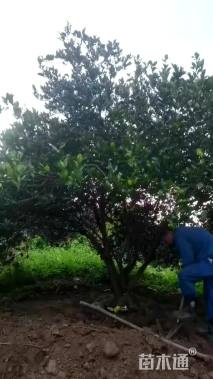 高度450厘米丛生胡柚