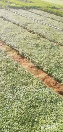 高度10厘米荆芥