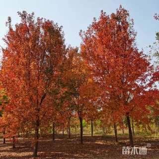 15公分美国红枫