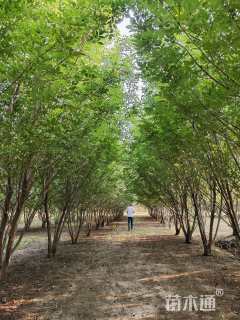 高度600厘米丛生白蜡