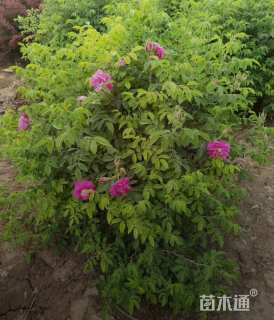 高度300厘米四季玫瑰