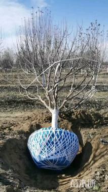 15公分钻石海棠