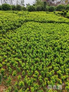 高度30厘米四季秋海棠