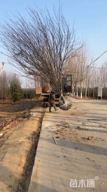 12公分西府海棠