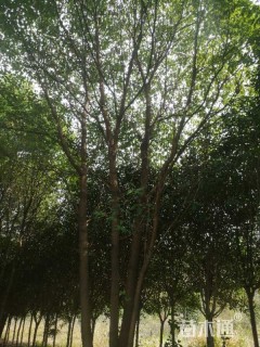 40公分丛生香樟