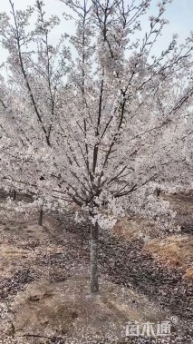 10公分日本早樱