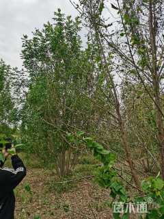 高度800厘米丛生白蜡