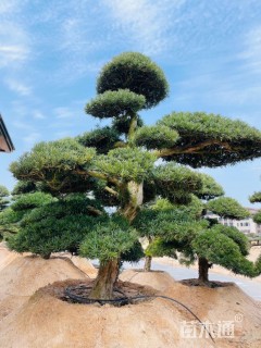 移栽苗造型罗汉松