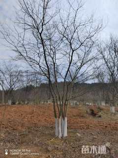 40公分丛生朴树