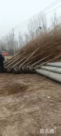 12公分金丝垂柳