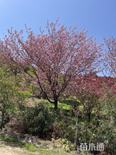 25公分日本晚樱