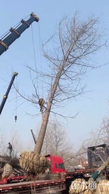 20公分无心银杏