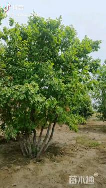 高度500厘米丛生蒙古栎