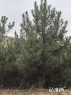 高度300厘米油松