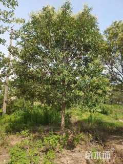 22公分大叶女贞