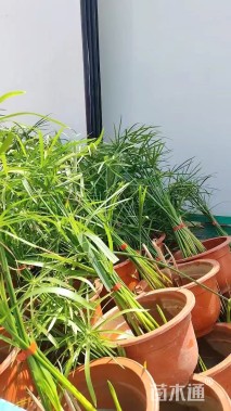 高度40厘米旱伞草