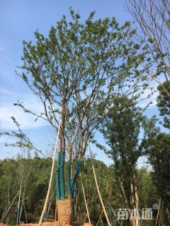 40公分丛生朴树