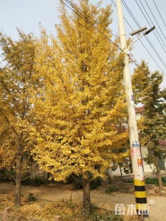 15公分美国红枫