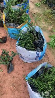 高度25厘米龟甲冬青