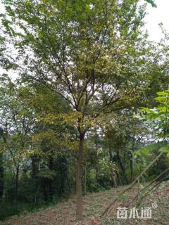 25公分朴树