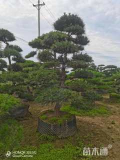 高度300厘米造型黑松