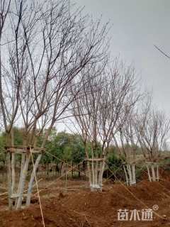 高度500厘米丛生五角枫