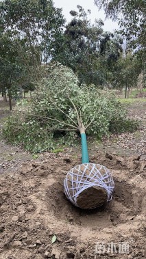 20公分大叶女贞
