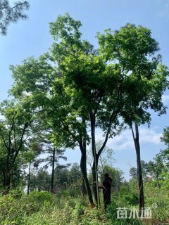 20公分(2杆)丛生朴树