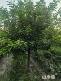 10公分矮接金枝槐