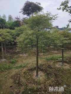 高度230厘米羽毛枫