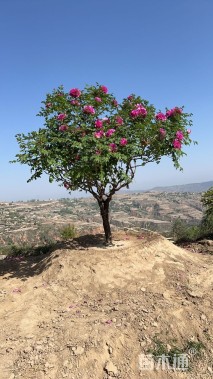 高度210厘米紫斑牡丹