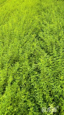 高度40厘米黄馨