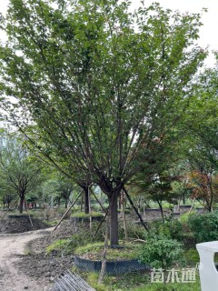 20公分日本晚樱