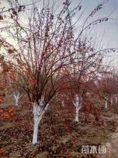 15公分垂丝海棠