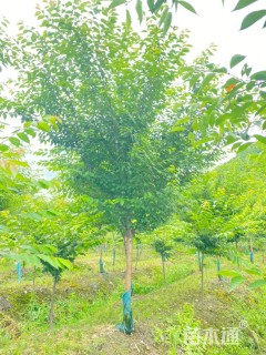 8公分越之彼岸樱花