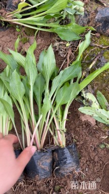 高度20厘米紫花玉簪