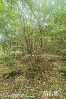 高度500厘米小叶女贞