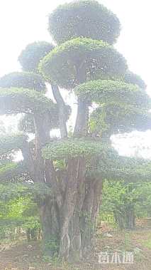 70公分对节白蜡