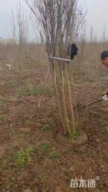 高度8厘米丛生紫薇