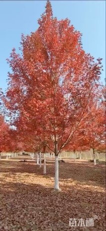 15公分美国红枫-红冠