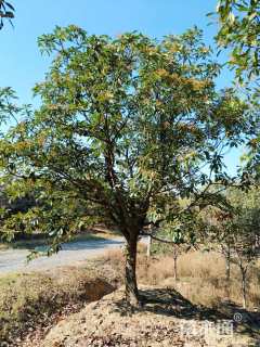 高度500厘米中华石楠