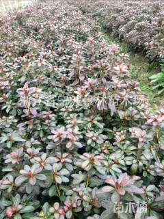 高度20厘米紫鹃