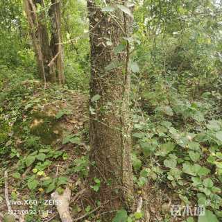 高度1000厘米金弹子