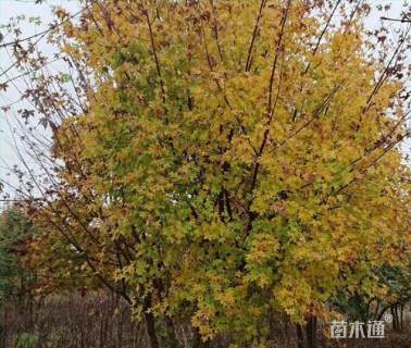 高度550厘米丛生五角枫