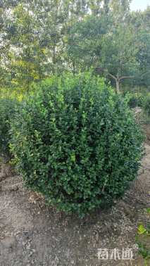 冠幅140厘米卫矛球