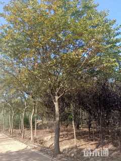 20公分朴树
