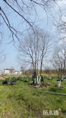 65公分(5杆)丛生乌桕