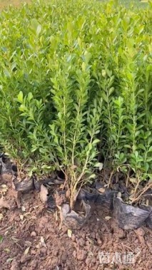 高度30厘米小叶黄杨