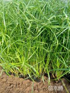 高度50厘米旱伞草